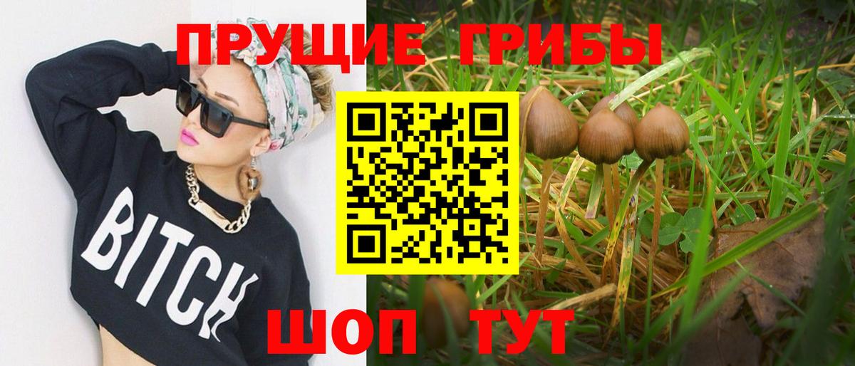 Псилоцибиновые грибы Cubensis Новошахтинск